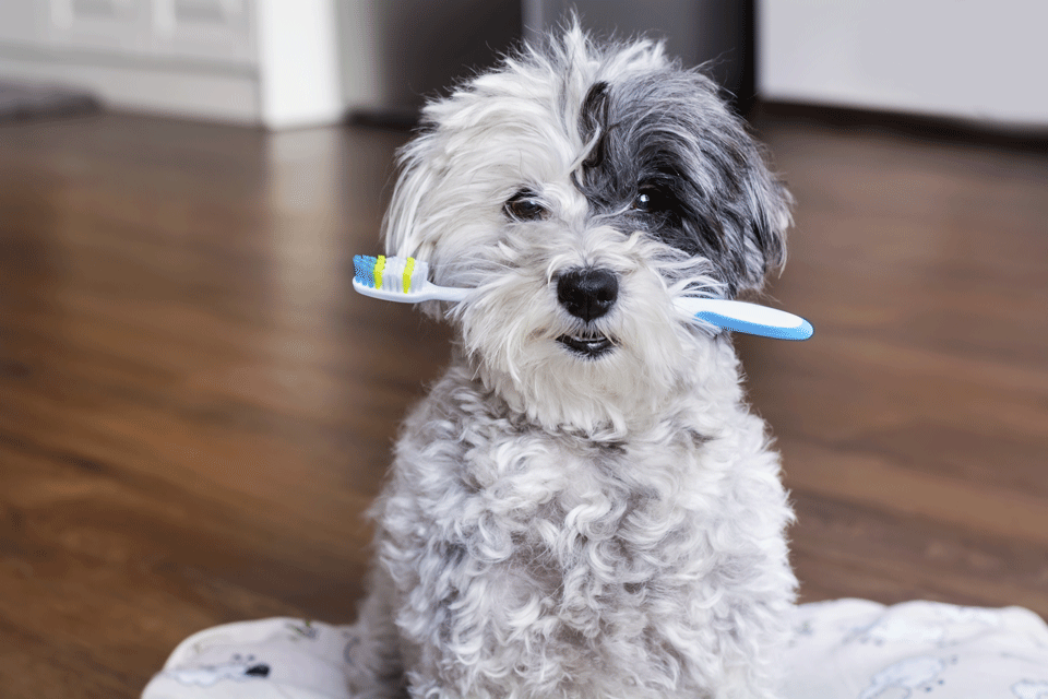 Home Dental Care for your pet